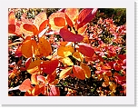 autum colors_6355 * 900 x 675 * (190KB)